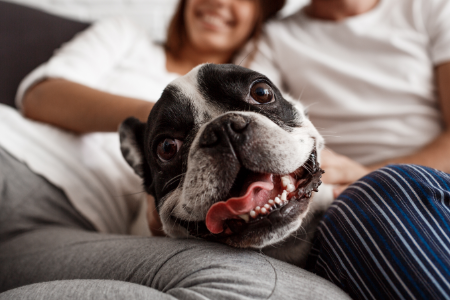un chien heureux