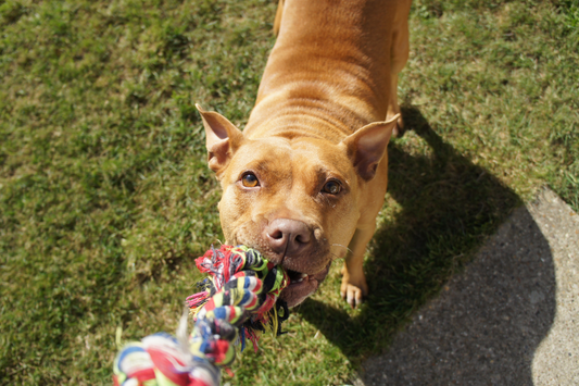 meilleurs jouets pour chien destructeur