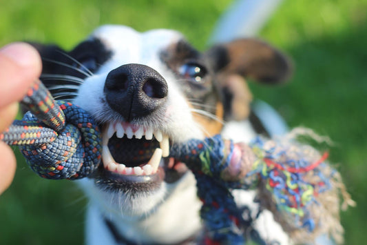 Tartre chez le chien