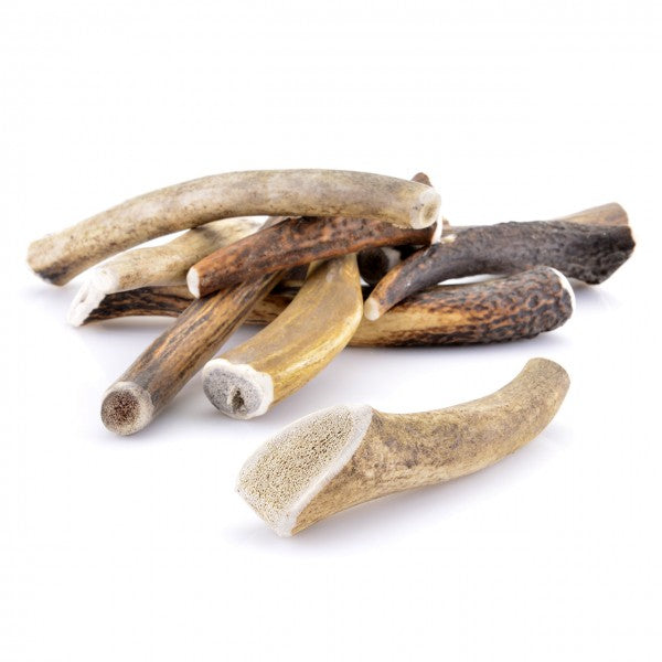 Bois de cerf - Entier