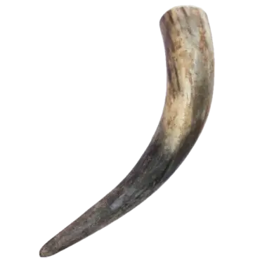 Corne de Vache pour chien