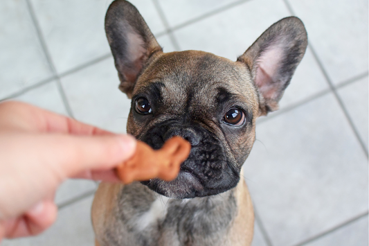 Bœuf séché pour chien - Alimentation et friandises – Capitaine Croq