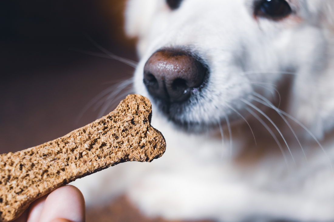 recettes biscuits pour chien