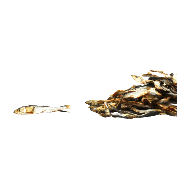 Sprats (anchois de norvège)