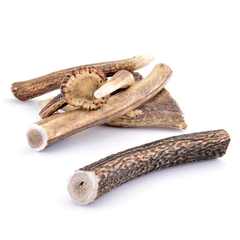 Bois de cerf entier taille XL pour chien
