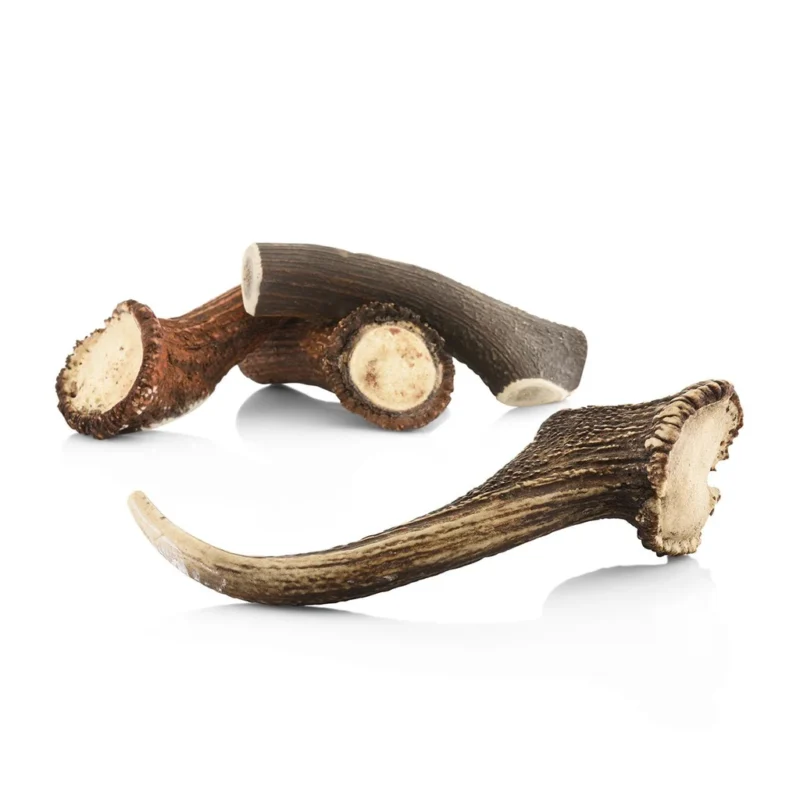 Bois de cerf entier taille XXXL pour chien