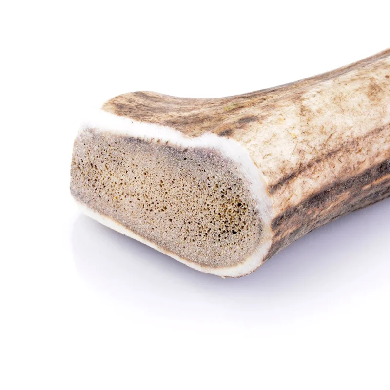Bois de cerf entier taille L - gros plan pour chien