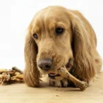 chien qui mange pattes de poulet