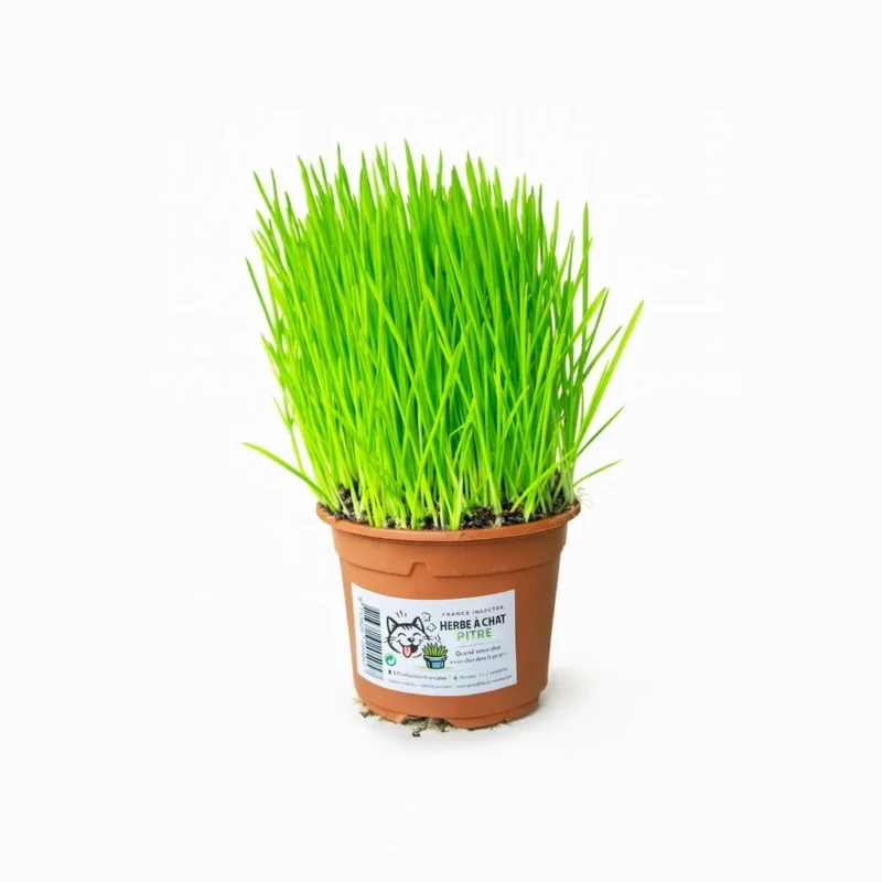 Herbe à chat fraîche en pot pour chat - production française
