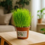 Pot d'herbe à chat sur une table dans un salon lumineux