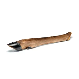 Patte de cerf séchée pour chien