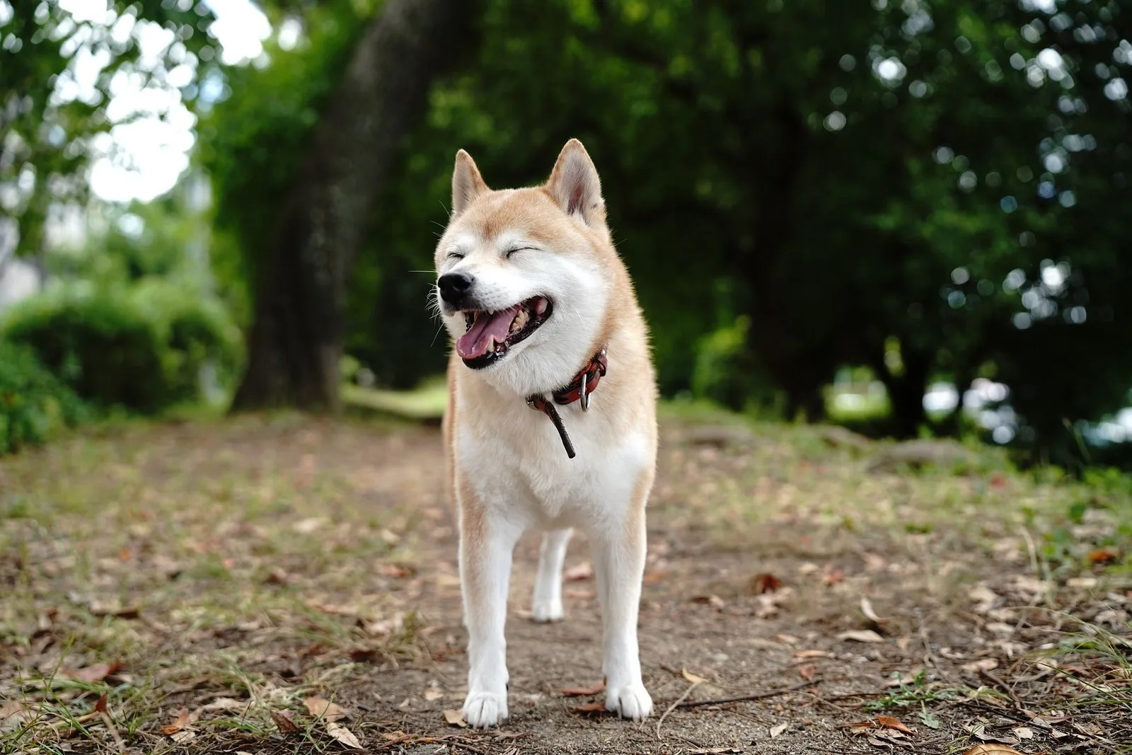 Chien de race shiba debout dans un parc