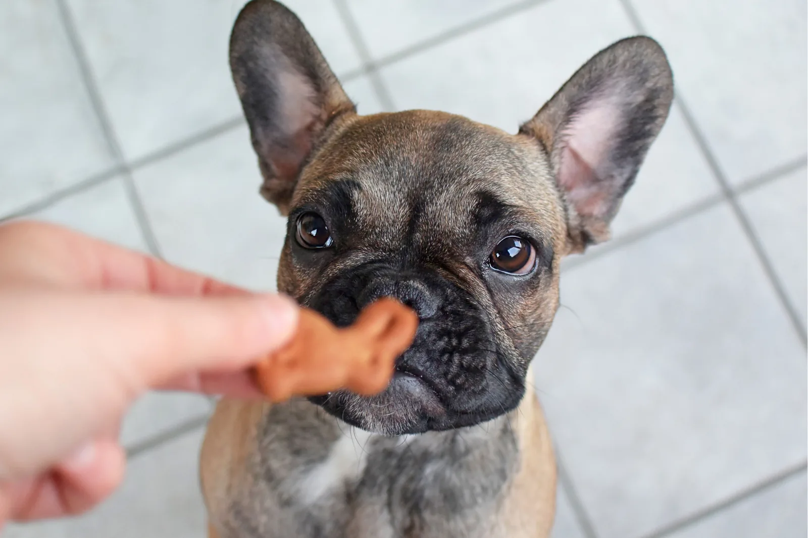 friandises sans céréales pour chien