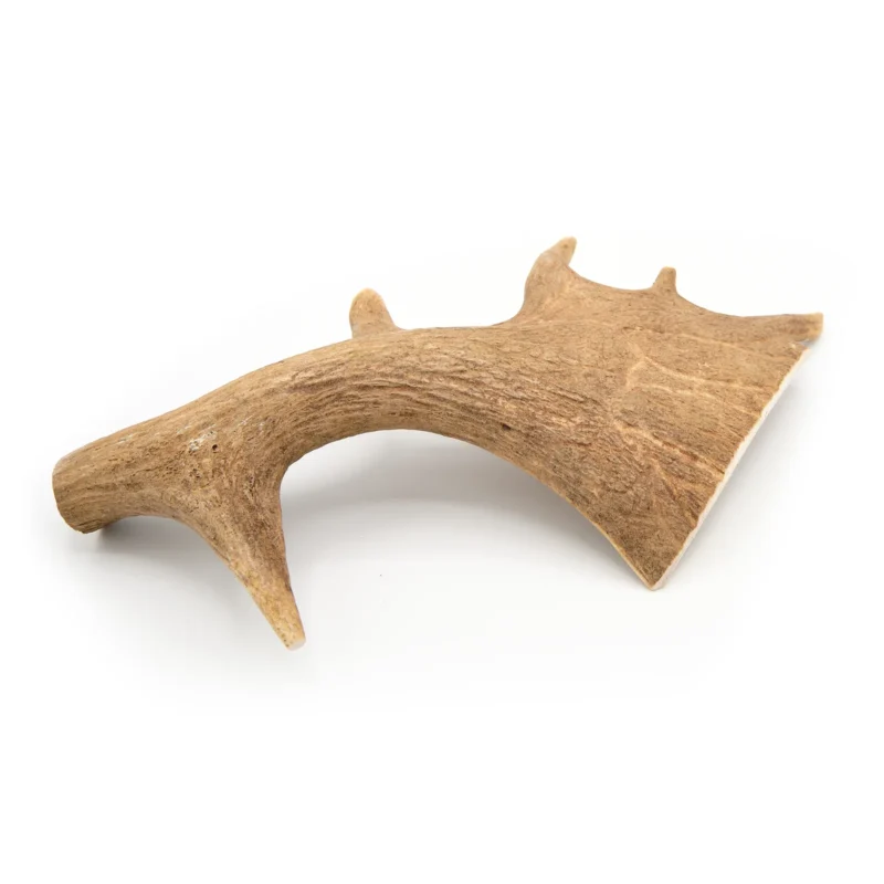 Bois de daim taille XXL pour chien
