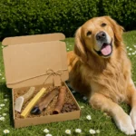 Box cadeau pour chien Capitaine Croq ouverte dans l'herbe à côté d'un golden retriever