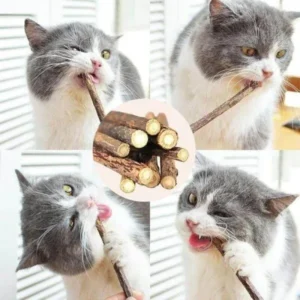Chats en train de mâchouiller des bâtons de matatabi