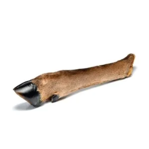 Patte de chevreuil séchée pour chien