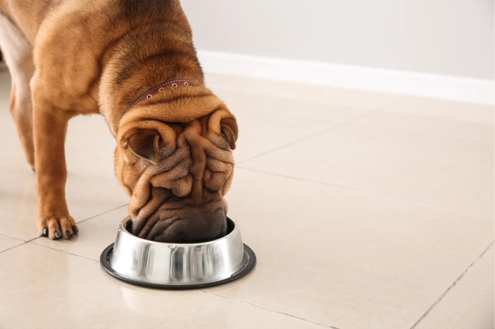 ration ménagère chien